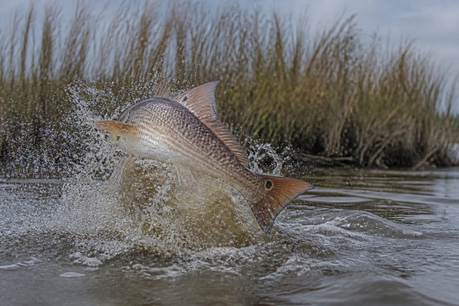 Redfish jumping in a Louisiana marsh