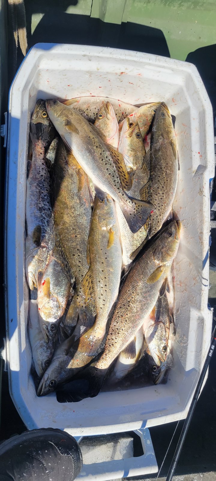DieZel MinnowZ review cooler of Louisiana specks