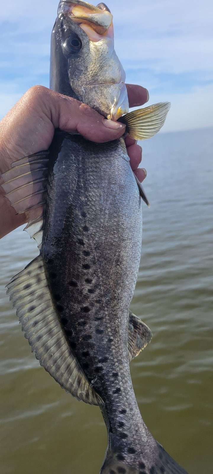 DieZel MinnowZ review speckled trout in hand